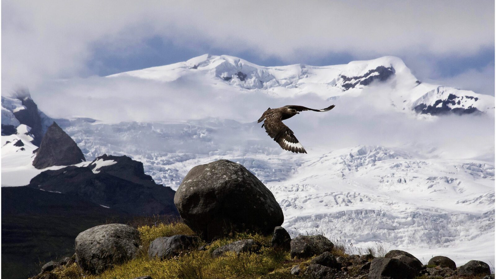 Photo of a Great Skua in flight. Photo credit: Þorvarður Árnason